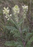 Oxytropis pilosa. Верхушка цветущего и плодоносящего растения. Воронежская обл., Лискинский р-н, окр. хут. Дивногорье, степной склон балки. 22.08.2023.