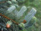 Picea pungens f. glauca