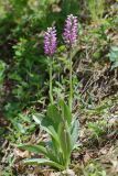 Orchis simia