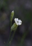 Silene linearifolia