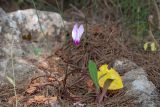 Cyclamen persicum. Цветущее растение. Израиль, лесопарк Шоам. 20.04.2024.