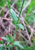 Cerastium arvense