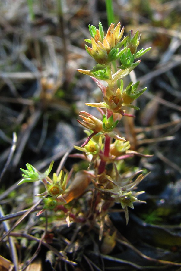 Изображение особи Scleranthus verticillatus.