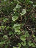 Calystegia soldanella. Часть побега. Нидерланды, провинция Noord-Holland, Wijk aan Zee, заказник Noordhollands duinreservaat, в приморских дюнах. 5 июля 2008 г.