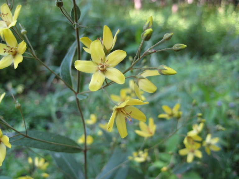 Изображение особи Lysimachia davurica.