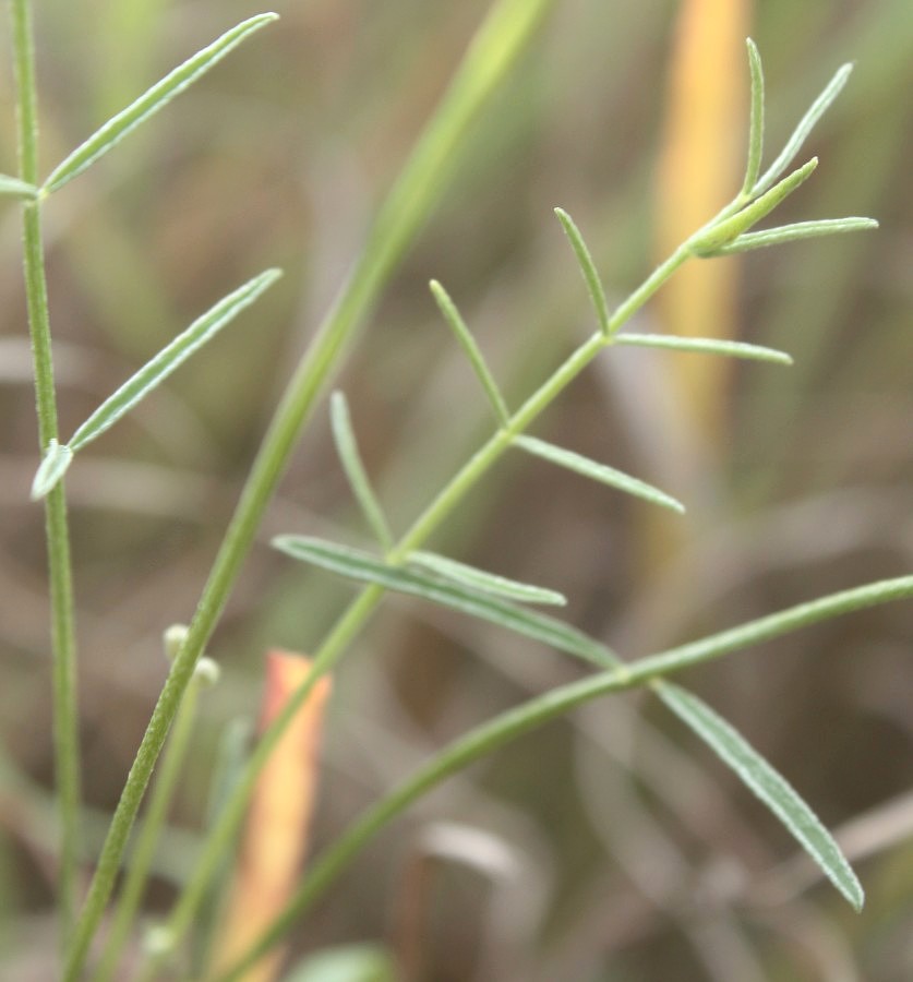 Изображение особи Astragalus pseudotataricus.