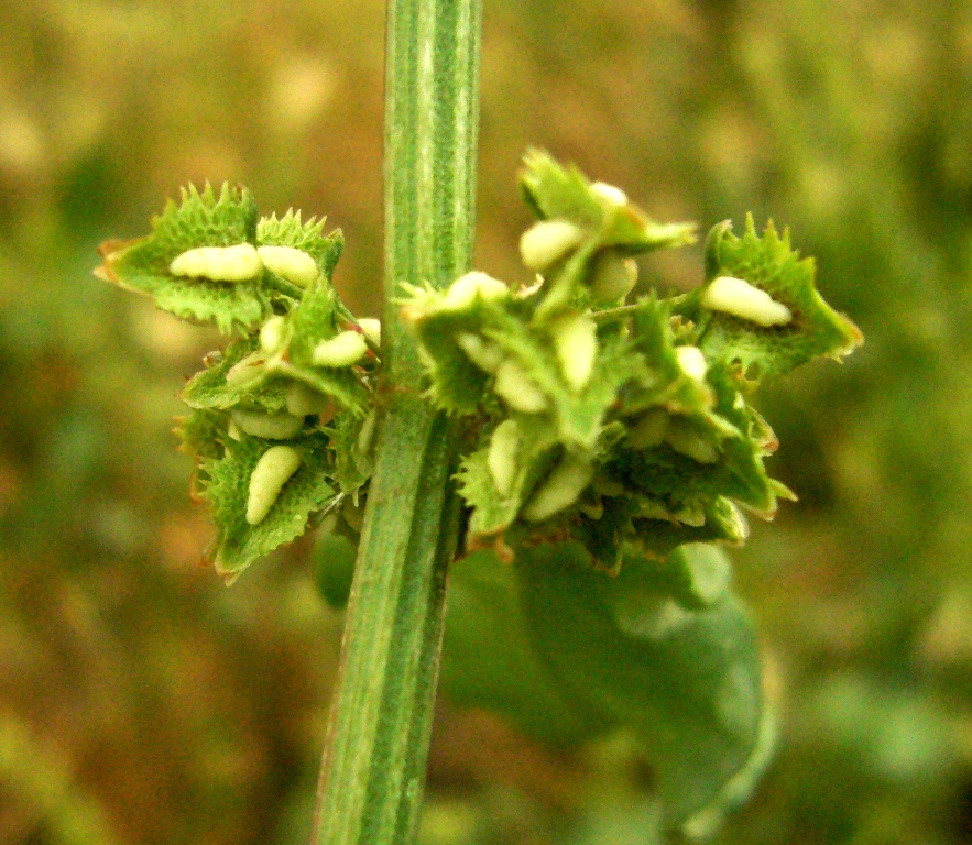 Изображение особи Rumex chalepensis.