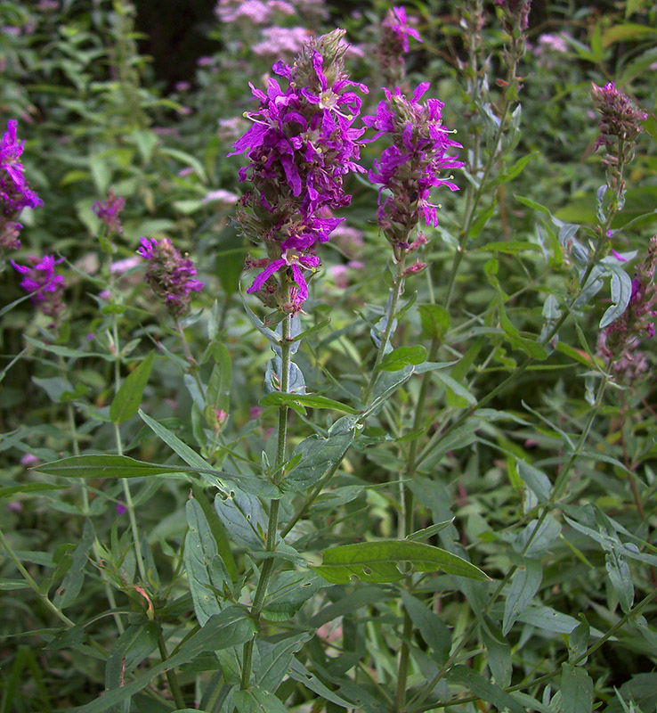 Изображение особи Lythrum salicaria.