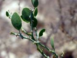 Capparis cartilaginea