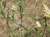 Centaurea konkae