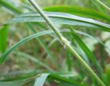 Brachypodium sylvaticum. Часть стебля с узлом. Тульская обл., Заокский р-н, окр. дер. Крюково, пойма лесного ручья, склон северной экспозиции. 11.08.2012.