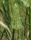 Agropyron pectinatum. Соцветие. Крым, Джанкойский р-н, степные склоны пересыхающего озера западнее пос. Мелководное. 22.05.2012.