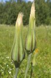 Tragopogon pratensis