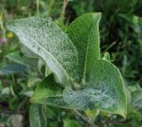 Salix recurvigemmata. Верхушка побега. Архангельская обл., Холмогорский р-н, окр. пос. Усть-Пинега, на каменистом местообитании вблизи дороги. 15.07.2013.