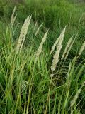 Calamagrostis glomerata