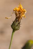 Hieracium umbellatum разновидность dunale. Верхушка побега с отцветшим соцветием. Финляндия, Северная Остроботния, окр. пос. Virpiniemi, приморский песчаный склон. 09.09.2013.