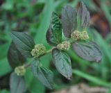 Euphorbia hirta. Верхушка побега с соцветиями. Таиланд, остров Пханган. 22.06.2013.