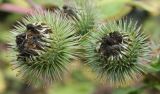 Arctium lappa