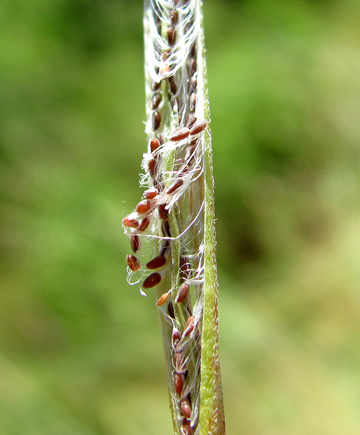 Изображение особи Epilobium tetragonum.