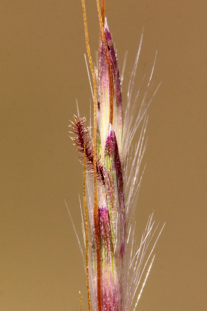 Изображение особи Bothriochloa ischaemum.