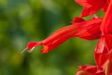 Salvia splendens