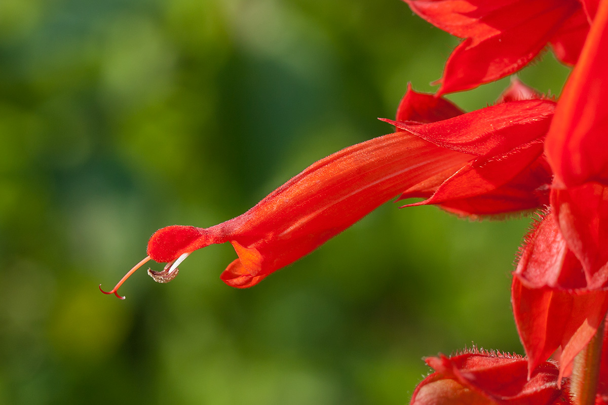 Изображение особи Salvia splendens.