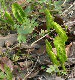 Botrychium lunaria. Молодые растения на обочине дороги. Мурманская область. 21 июня 2008 г.