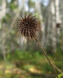 Geum urbanum. Зрелый плод. Томская обл., окр. г. Томск, сосново-березовый лес. 01.09.2009.