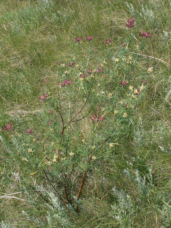 Изображение особи Astragalus cornutus.