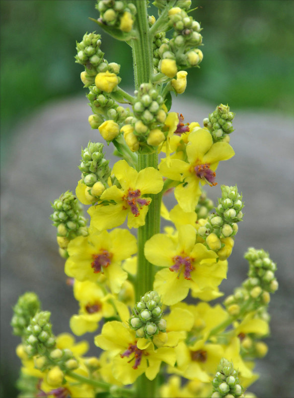 Изображение особи Verbascum laxum.