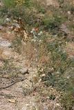 Eryngium macrocalyx. Цветущее растение. Южный Казахстан, горы Алатау (Даубаба), Западное ущелье. 14.07.2014.