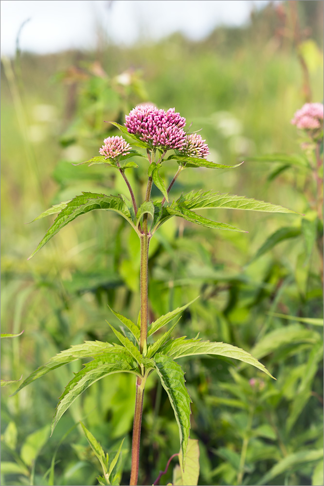 Изображение особи Eupatorium cannabinum.