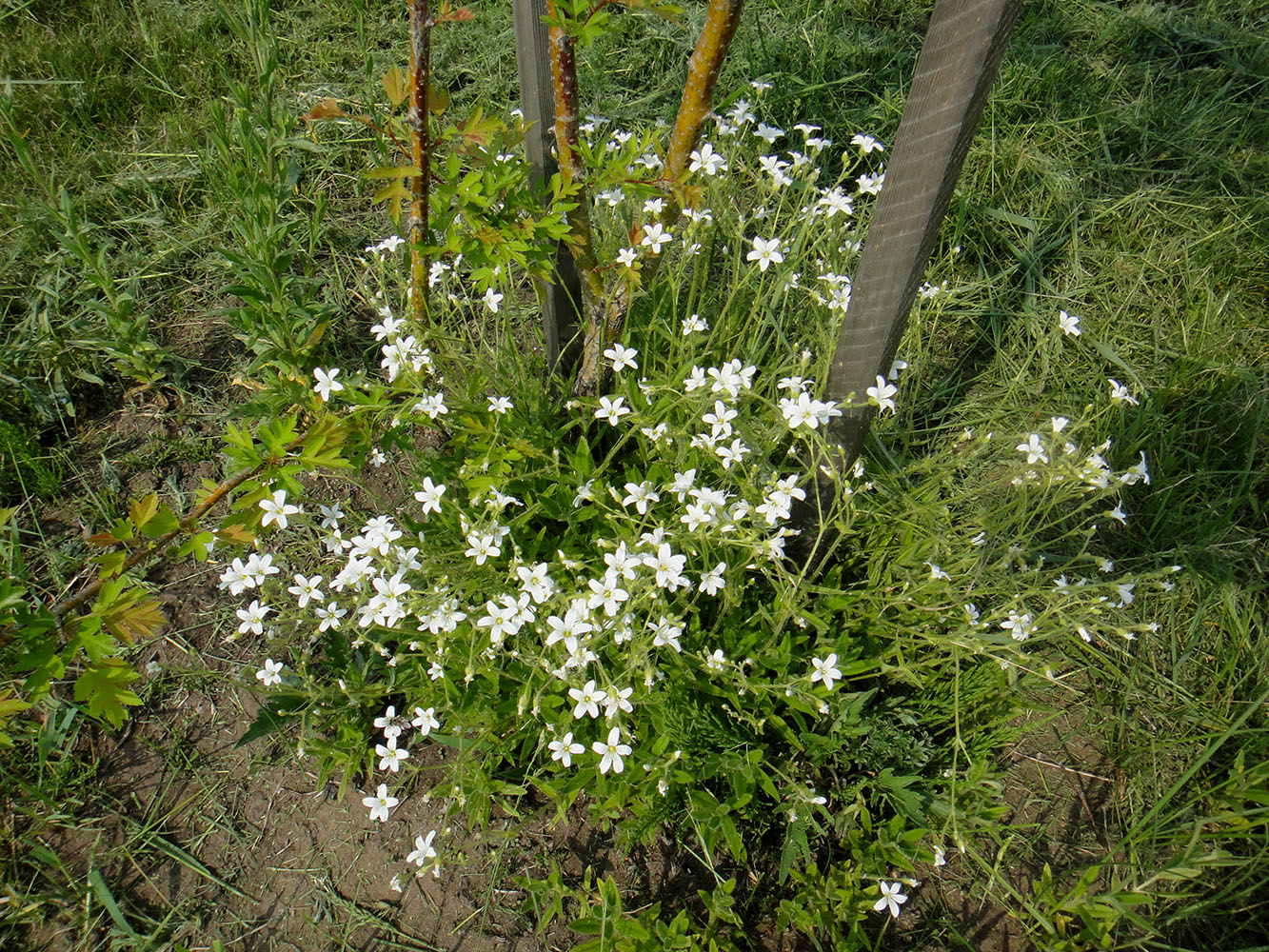 Image of Cerastium pauciflorum specimen.