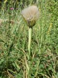 род Tragopogon