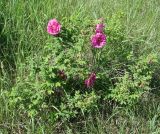 Rosa rugosa