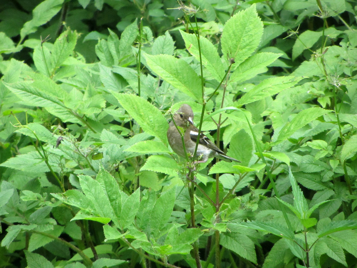 Изображение особи Chaerophyllum aromaticum.