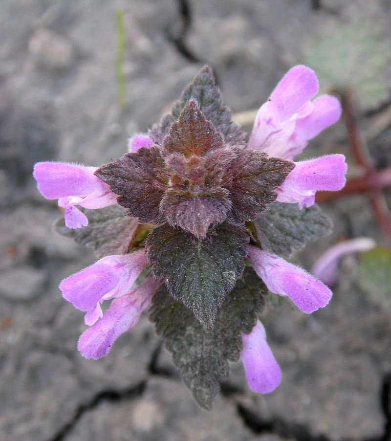 Изображение особи Lamium purpureum.