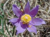 Pulsatilla patens. Аномальный цветок с 7-членным околоцветником и сидящим муравьём. Казахстан, Восточно-Казахстанская обл., окр. г. Риддер, степной склон горы.13.05.2017.