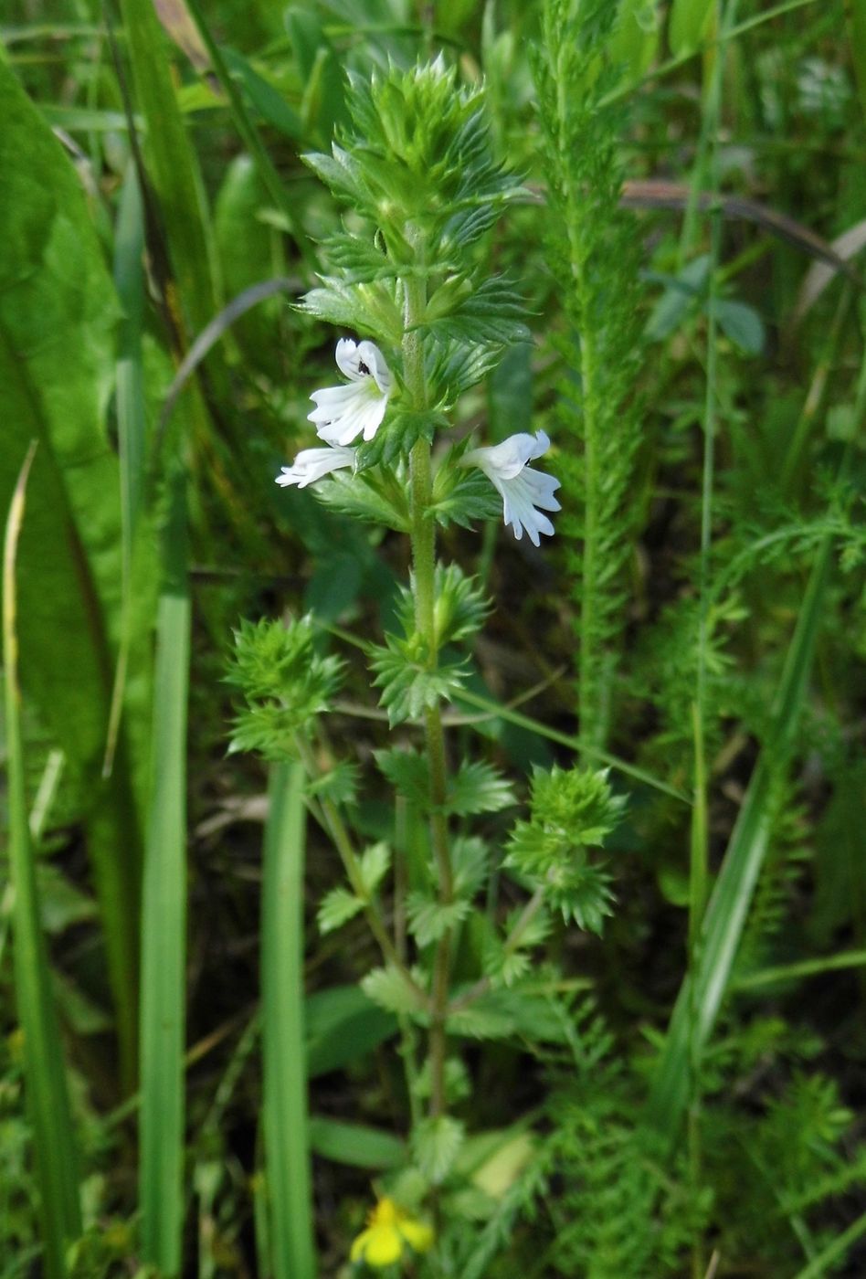 Изображение особи род Euphrasia.