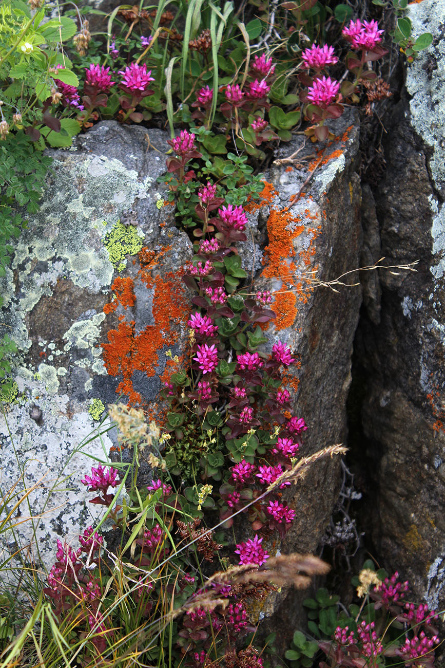 Изображение особи Sedum spurium.