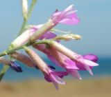 Astragalus varius