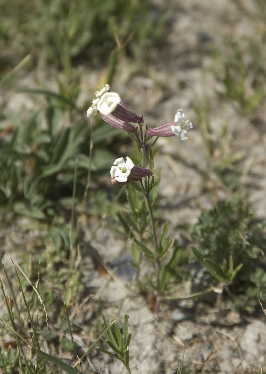 Изображение особи Silene amoena.