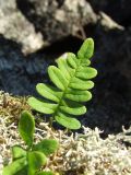 Polypodium sibiricum. Вайя среди лишайника. Магаданская обл., Ольский р-н, окр. пос. Армань, окр. оз. Соленое, курумник на сопке. 17.07.2017.