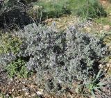 Teucrium brevifolium