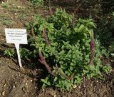 Teucrium hircanicum