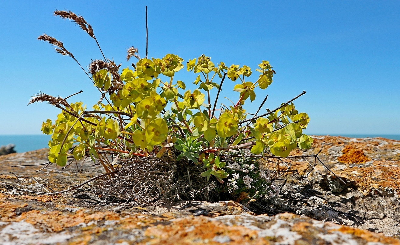 Изображение особи Euphorbia petrophila.