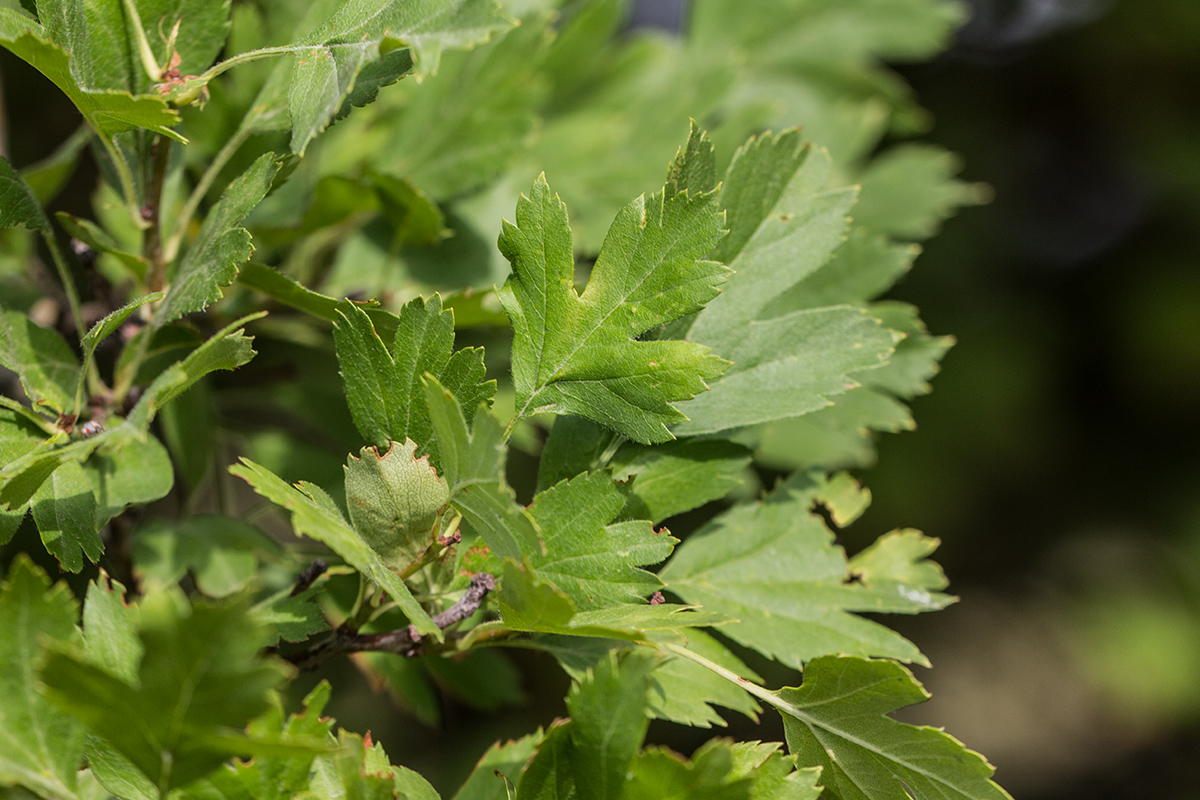 Изображение особи род Crataegus.