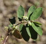 Euphorbia hypericifolia