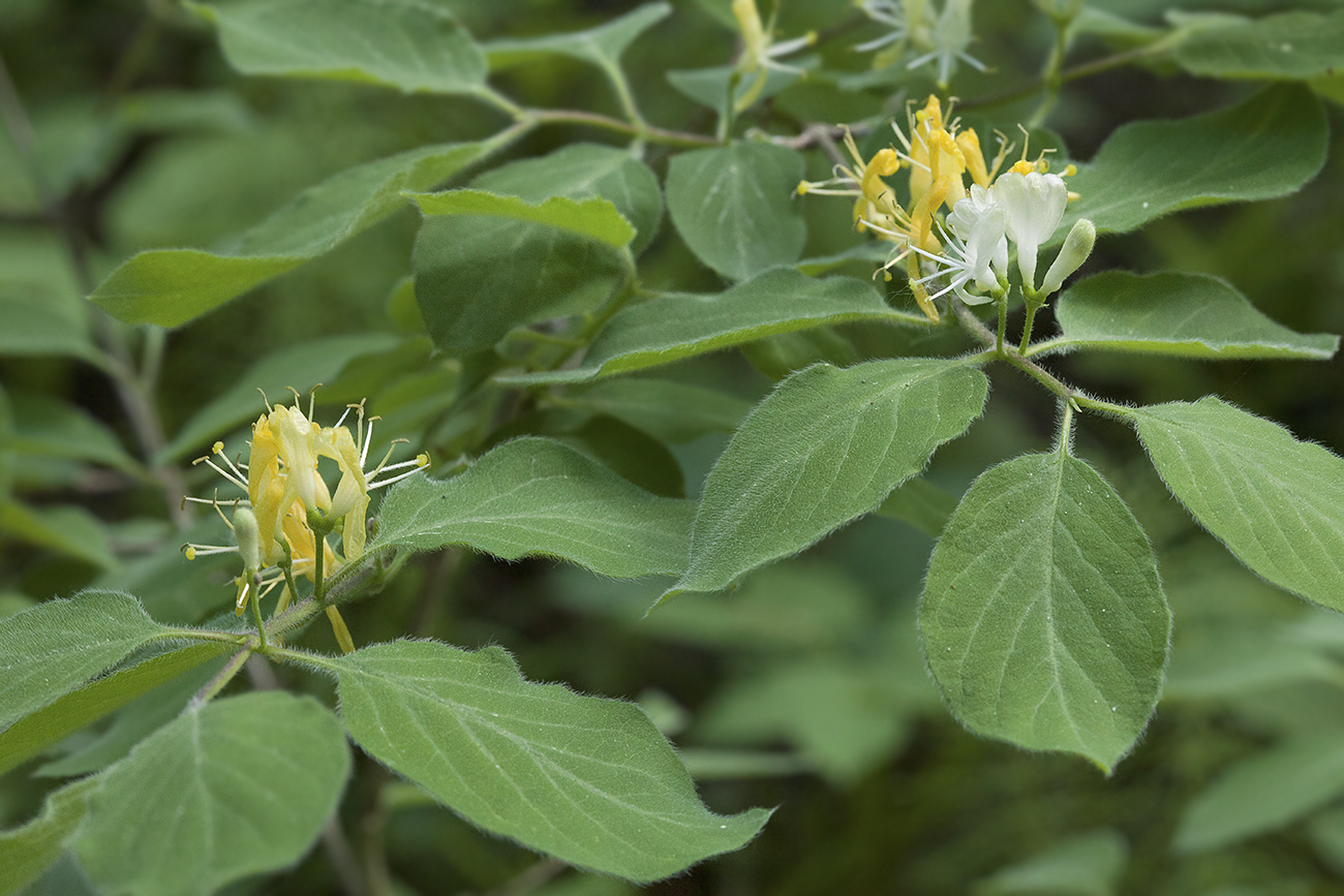 Изображение особи Lonicera xylosteum.