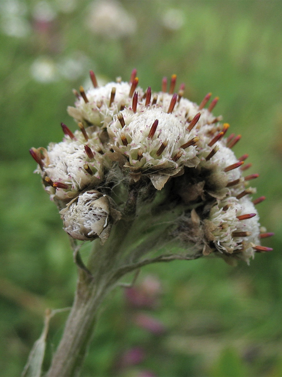 Изображение особи Antennaria carpatica.
